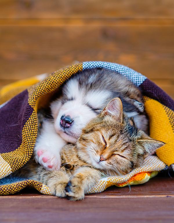 Foto von Hund und Katze, die unter einer Decke schlafen. Symbolbild für den Antrag auf Haustierhaltung in der Wohnung. Foto: Ermolaeva Olga, AdobeStock